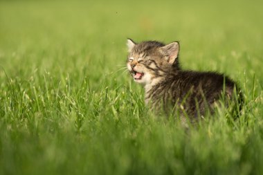 Şirin tabby yavru kedi otu