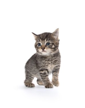 Beyaz arka planda sevimli tekir kedicik