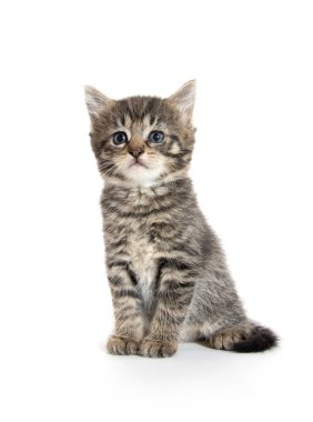 Beyaz sevimli kedi yavrusu