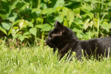 kara kedi çimenlerde gizleme