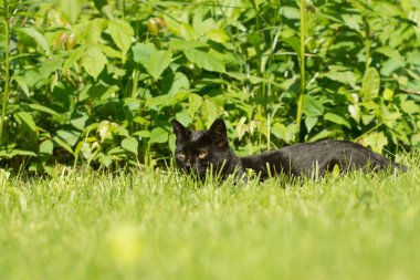 kara kedi çimenlerde gizleme