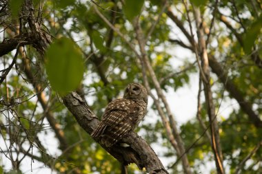 Ağaca tünemiş Parmaklıklı Baykuş