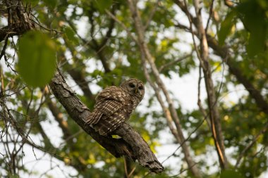Ağaca tünemiş Parmaklıklı Baykuş