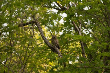 Ağaca tünemiş Parmaklıklı Baykuş