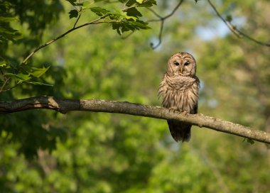 Ağaca tünemiş Parmaklıklı Baykuş