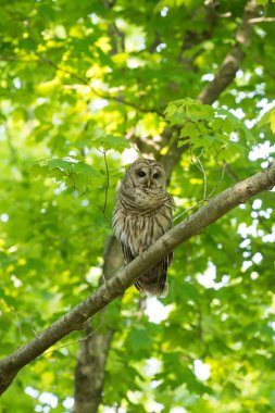Ağaca tünemiş Parmaklıklı Baykuş