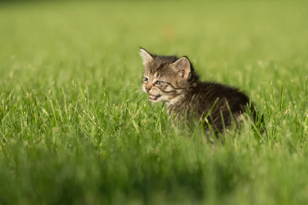 Cute tabby kitten in grass — Stock Photo, Image