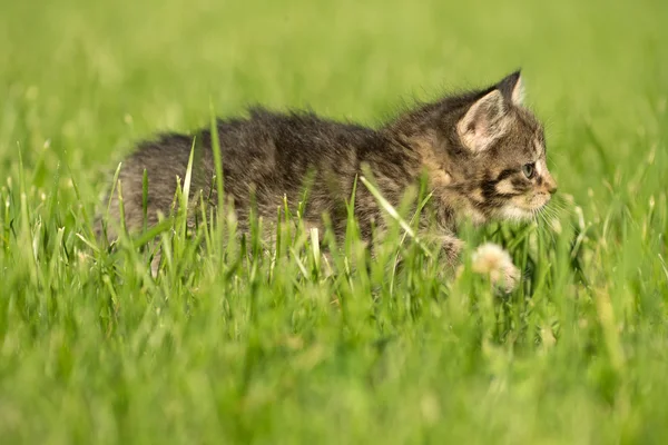 Roztomilý tříbarevné kotě v trávě — Stock fotografie