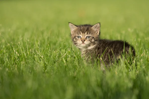 Cute tabby kitten in grass — Stock Photo, Image