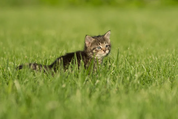 Şirin tabby yavru kedi otu — Stok fotoğraf