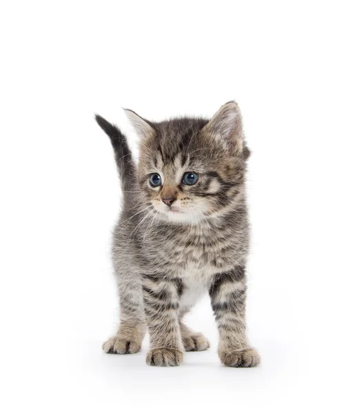 Carino gattino tabby su sfondo bianco — Foto Stock