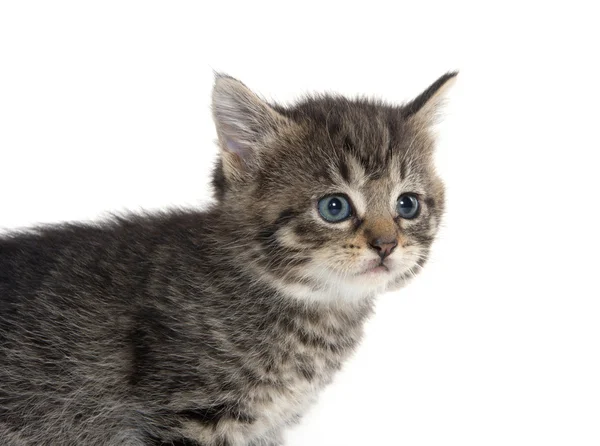 Bonito tabby gatinho no fundo branco — Fotografia de Stock