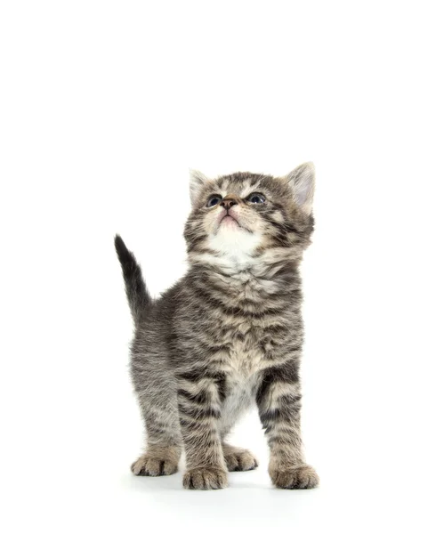 Lindo gatito tabby sobre fondo blanco —  Fotos de Stock