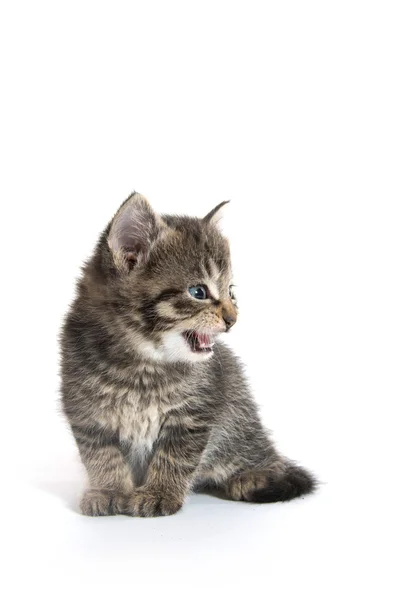 Gatinho bonito no branco — Fotografia de Stock