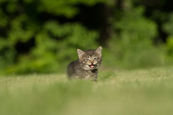 Симпатичный котенок тэбби в траве — стоковое фото