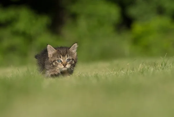 Gatinho bonito tabby na grama — Fotografia de Stock