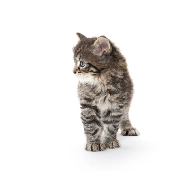 Lindo gatito tabby en blanco —  Fotos de Stock