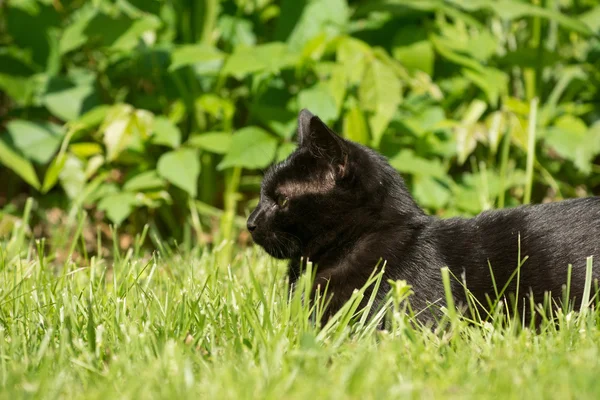 kara kedi çimenlerde gizleme