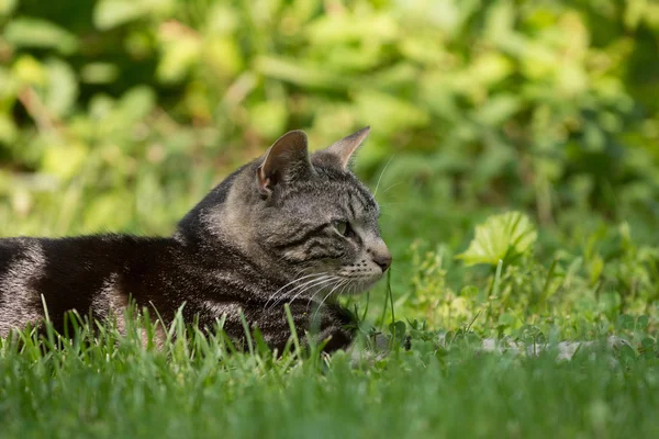 Roztomilý mourovatá kočka v trávě — Stock fotografie