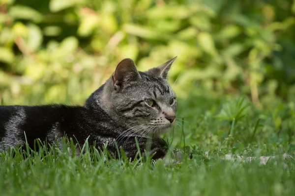 Söt tabby katt i gräs — Stockfoto