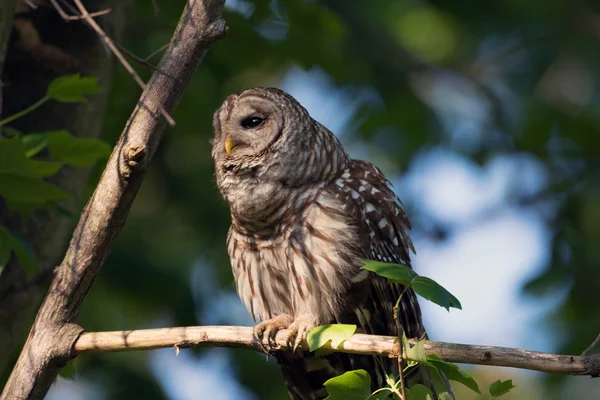 Porträtt av utesluten owl i skogen — Stockfoto