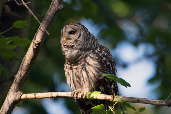 Porträt einer vergitterten Eule im Wald — Stockfoto