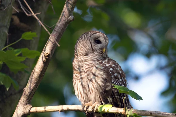 Portrait de hibou rayé dans les bois — Photo