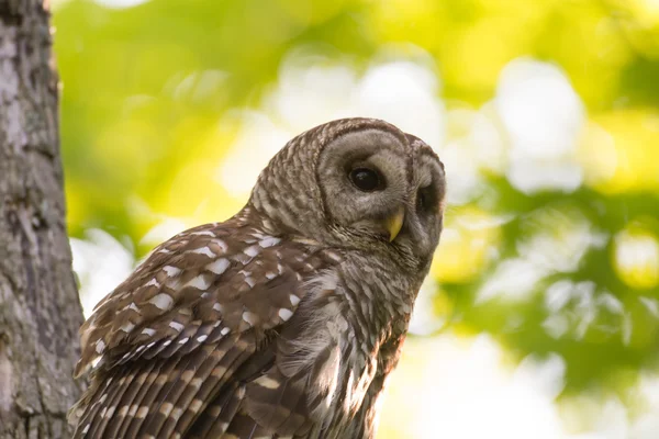 Porträt einer vergitterten Eule im Wald — Stockfoto