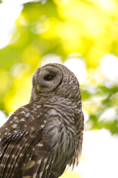 Porträtt av utesluten owl i skogen — Stockfoto