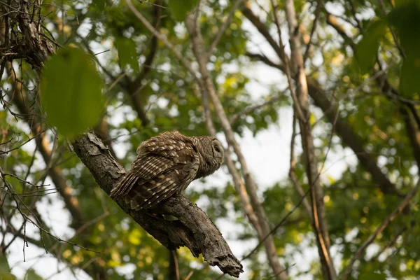 Coruja Barrada empoleirada em árvore — Fotografia de Stock