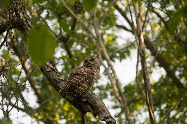 Chouette rayée perchée dans l'arbre — Photo