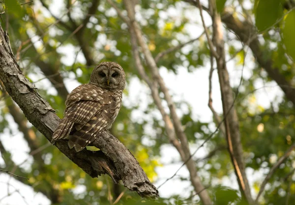 Barred owl perched in tree — Stock Photo, Image