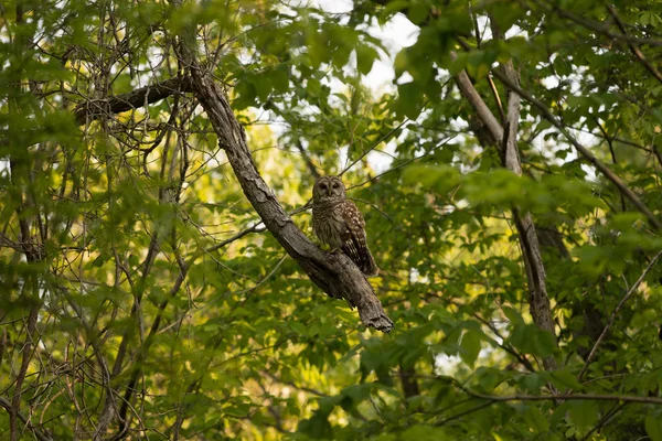 Barred Owl appollaiato nell'albero — Foto Stock