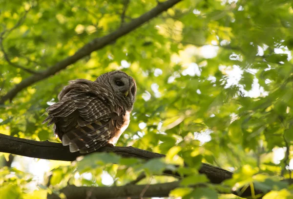 Barred owl perched in tree — Stock Photo, Image