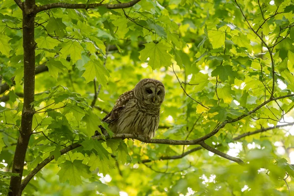 Chouette rayée perchée dans l'arbre — Photo