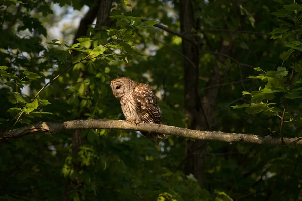 Chouette rayée perchée dans l'arbre — Photo