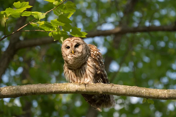 Ağaca tünemiş Parmaklıklı Baykuş