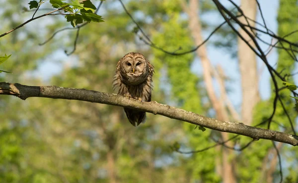 Coruja Barrada empoleirada em árvore — Fotografia de Stock