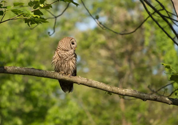 Chouette rayée perchée dans l'arbre — Photo