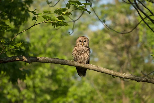Ağaca tünemiş Parmaklıklı Baykuş