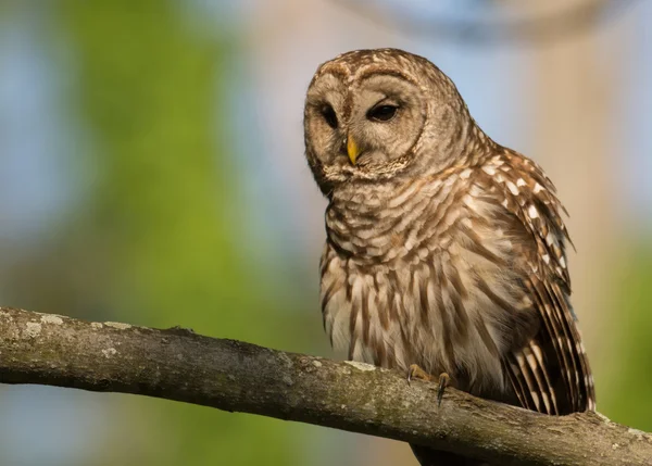 Barred owl perched in tree — Stock Photo, Image