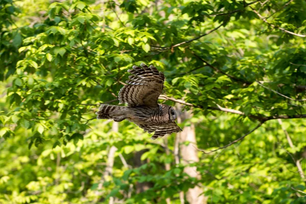 Hibou barré en vol dans les bois — Photo