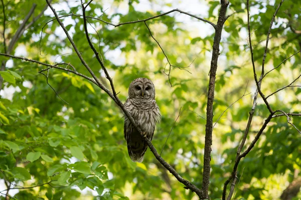 Barred owl perched in tree — Stock Photo, Image