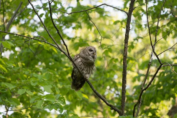 Barred owl perched in tree — Stock Photo, Image