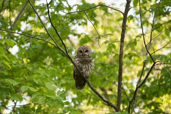 Coruja Barrada empoleirada em árvore — Fotografia de Stock