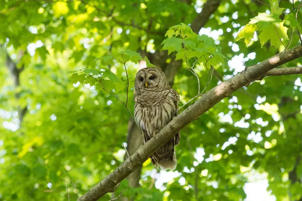 Barred owl perched in tree — Stock Photo, Image