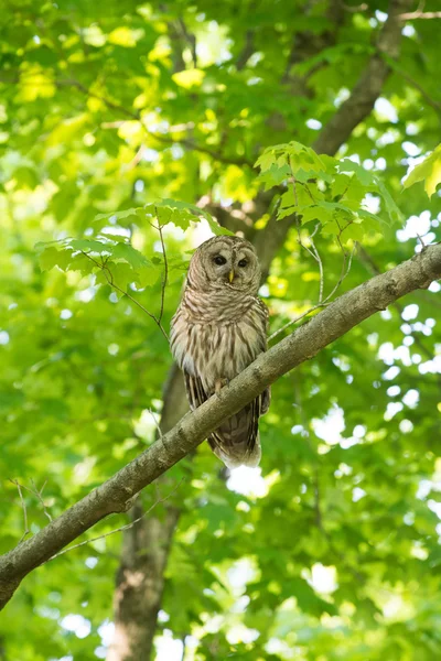 Ağaca tünemiş Parmaklıklı Baykuş