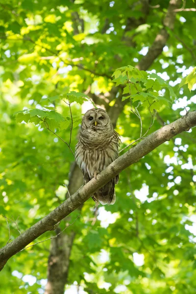 Coruja Barrada empoleirada em árvore — Fotografia de Stock