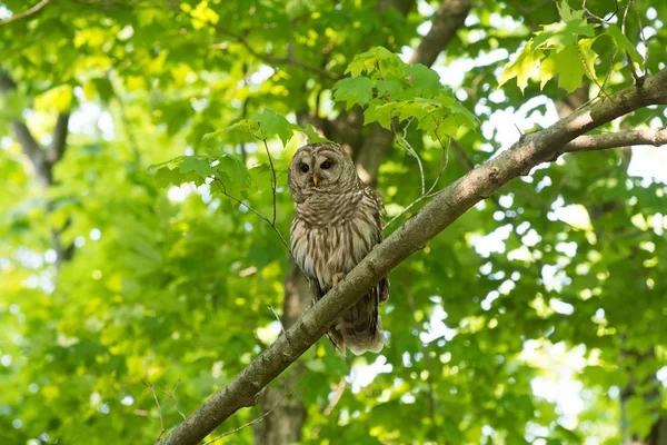 Barred owl perched in tree — Stock Photo, Image