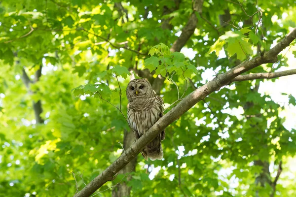 Chouette rayée perchée dans l'arbre — Photo